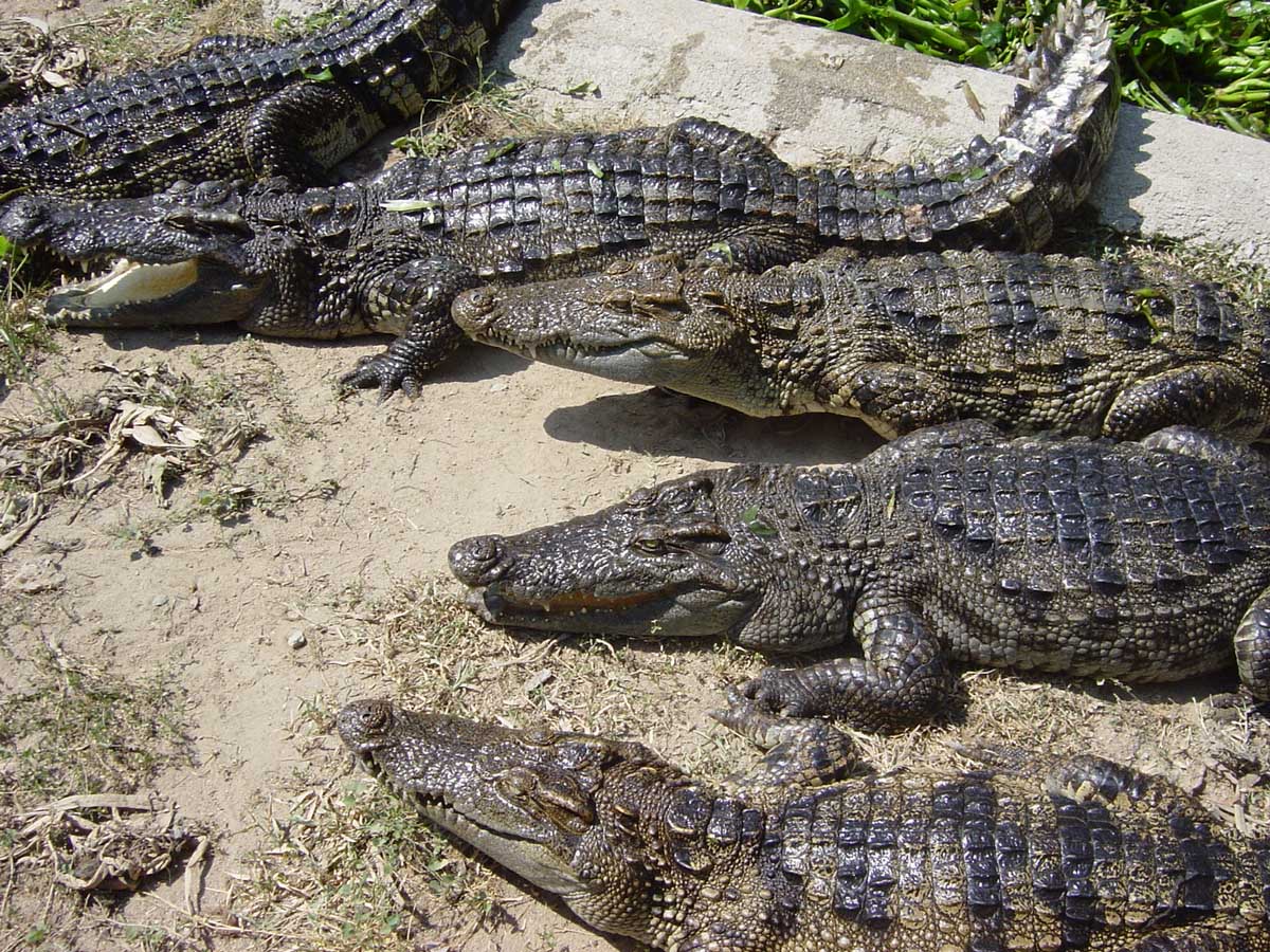 8 con cá sấu con đã được phát hiện vào đầu tháng này