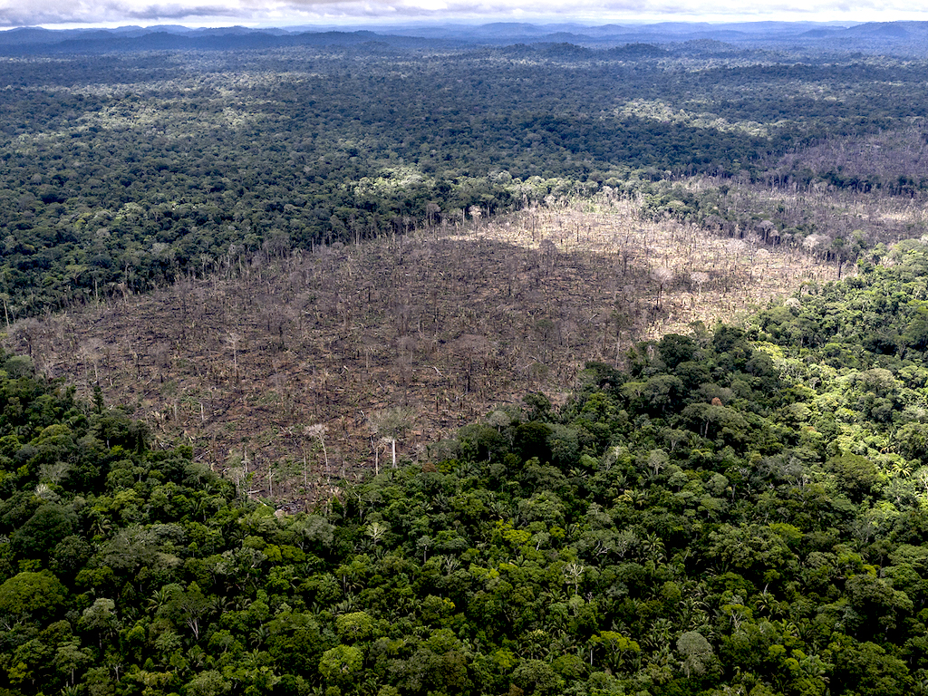 Rừng Amazon sẽ nắng nóng khắc nghiệt nếu trở thành hệ sinh thái trảng cỏ xen cây bụi