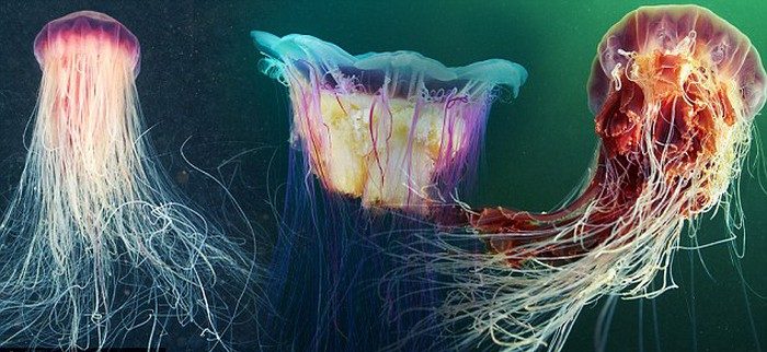 Loài sứa ở vùng biển Nam Cực