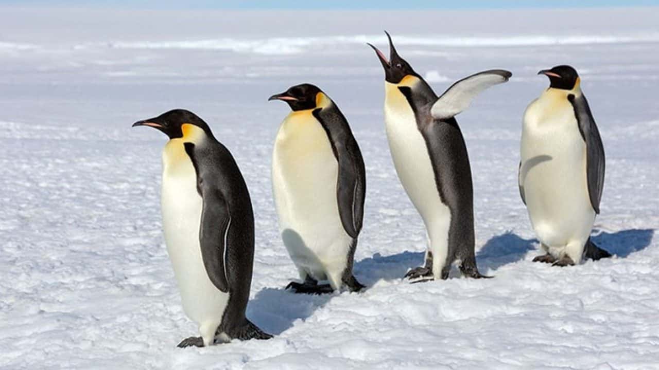 Các nhà khoa học rất tò mò về nguồn gốc của chim cánh cụt