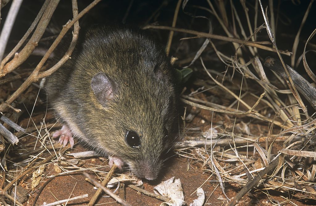 Sự hồi sinh của loài chuột Gould là 1 tin tốt lành cho loài gặm nhấm ở Australia