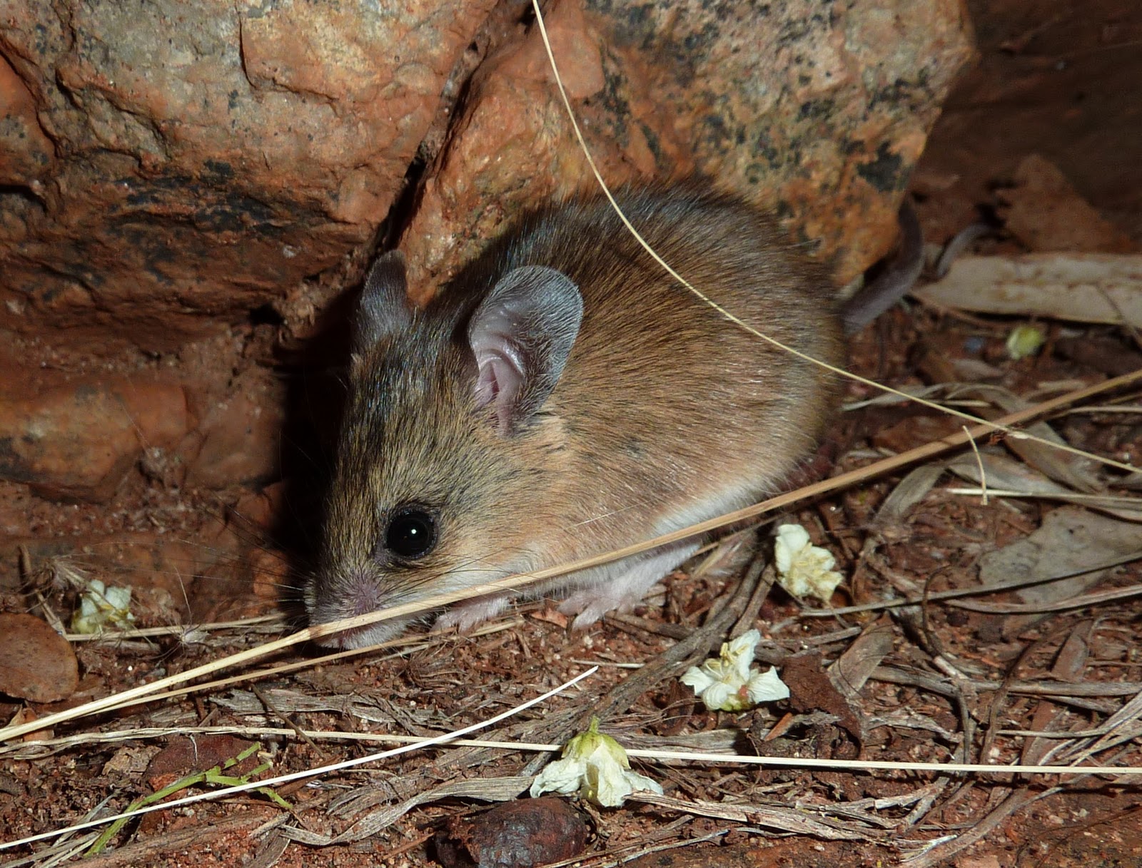 Các nhà khoa học đã phát hiện các cá thể của loài chuột Gould