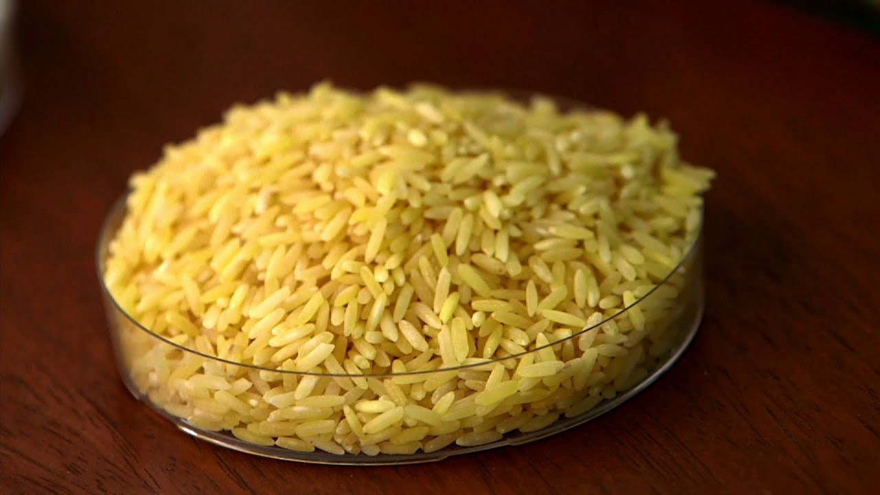 Gạo vàng giúp cung cấp 70% nhu cầu Vitamin A cho cả nam và nữ