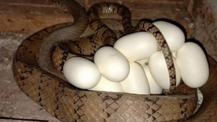 Rắn hổ mang chúa mẹ sẽ đẻ khoảng 20 đến 40 trứng