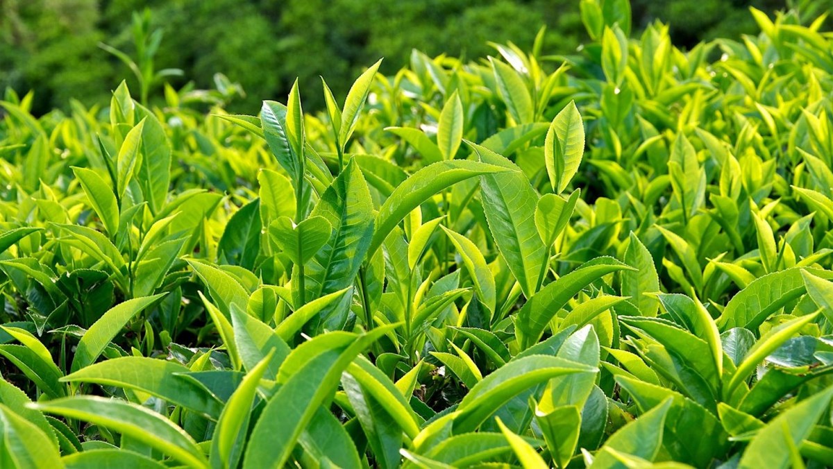 Các hợp chất trong trà xanh có thể cải thiện chức năng não và giúp bạn thông minh hơn