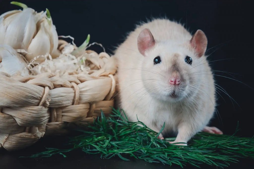 Đuổi chuột hiệu quả bằng tỏi